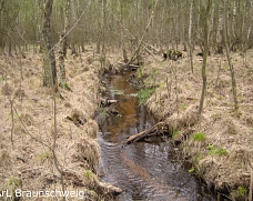 (2026) FB Vogelmoor_2 Wasser führender Graben im Vogelmoor.