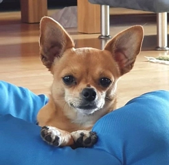 Lino Hund