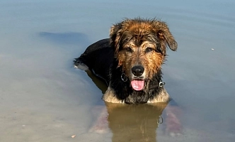 Ein nasser, schwarz-brauner Hund mit offener Schnauze liegt im flachen Wasser eines Sees.