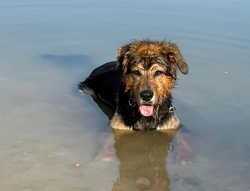 Ein nasser, schwarz-brauner Hund mit offener Schnauze liegt im flachen Wasser eines Sees.