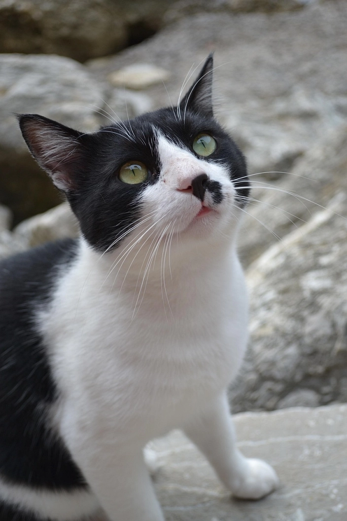 Eine schwarz-weiße Katze schaut nach oben.