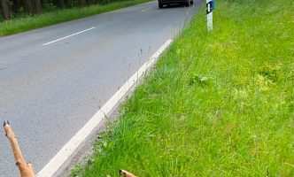 Ein totes Reh am Straßenrand, ein Auto fährt aus dem Bild.