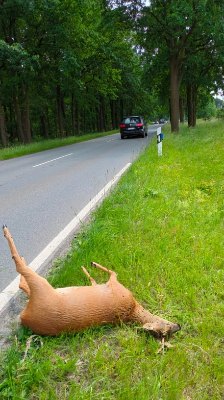 Ein totes Reh am Straßenrand, ein Auto fährt aus dem Bild.